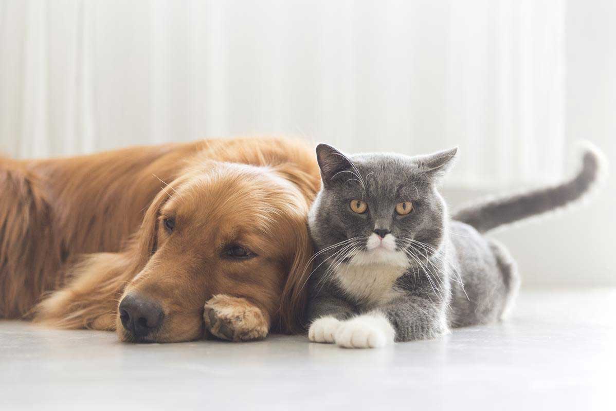 about our veterinary practice  California City, CA, 
