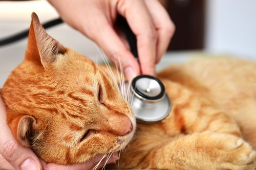 veterinary services  California City, CA, 
